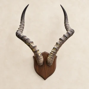 Common Impala anatomically referenced horn mount from Safari Skins