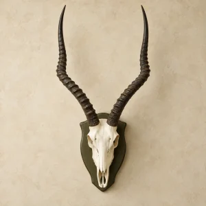Common Impala Skull Mounts from Safari Skins